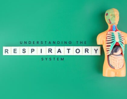 respiratory system