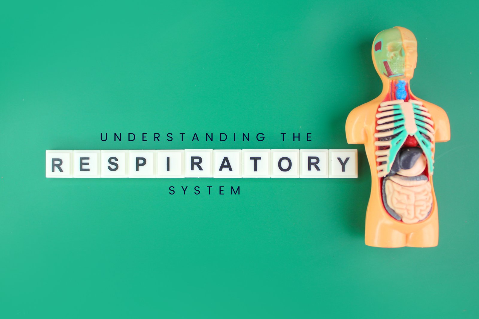 respiratory system